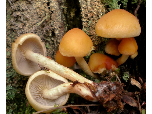Мицелий Опенка макового / Ложноопенок серопластинчатый (Hypholoma capnoides)